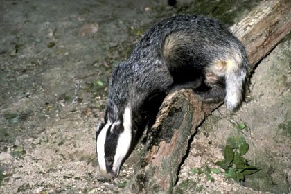 11Eurasian%20Badger%20-%20Meles%20meles.jpg